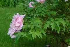Peonies-Light-Pink-10