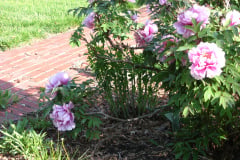 Peonies-Light-Pink-106