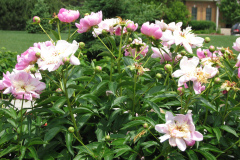 Peonies-Light-Pink-108