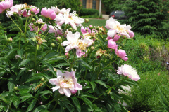 Peonies-Light-Pink-109