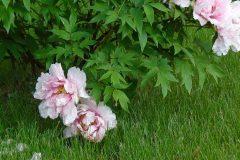 Peonies-Light-Pink-11
