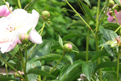 Peonies-Light-Pink-114