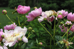 Peonies-Light-Pink-115