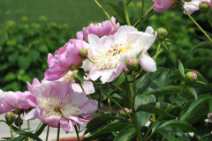 Peonies-Light-Pink-116