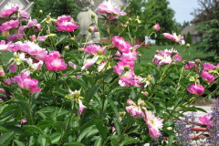 Peonies-Light-Pink-118