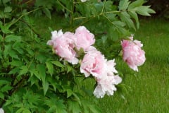 Peonies-Light-Pink-12