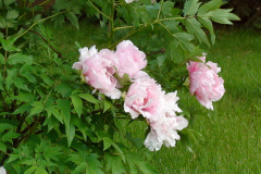 Peonies-Light-Pink-12