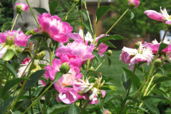 Peonies-Light-Pink-122