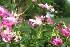 Peonies-Light-Pink-123