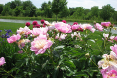 Peonies-Light-Pink-125