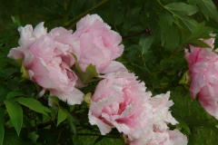 Peonies-Light-Pink-13