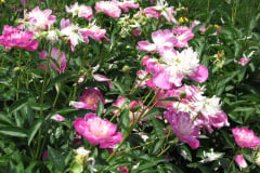 Peonies-Light-Pink-130