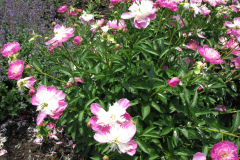 Peonies-Light-Pink-131