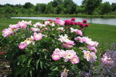 Peonies-Light-Pink-132