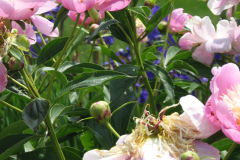 Peonies-Light-Pink-136