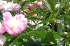 Peonies-Light-Pink-139