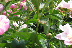Peonies-Light-Pink-140
