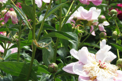 Peonies-Light-Pink-141