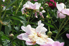 Peonies-Light-Pink-142