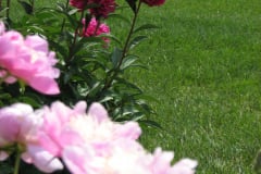 Peonies-Light-Pink-147
