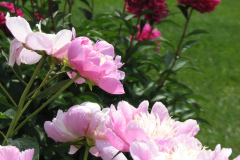 Peonies-Light-Pink-148