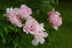 Peonies-Light-Pink-15