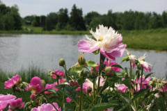 Peonies-Light-Pink-154