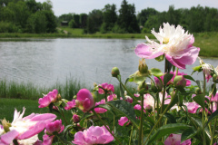 Peonies-Light-Pink-155