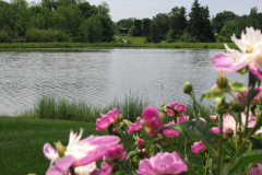 Peonies-Light-Pink-156