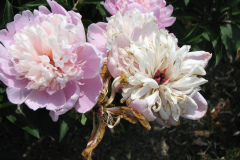 Peonies-Light-Pink-163