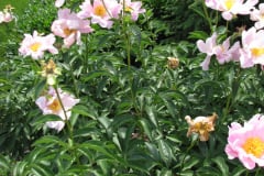 Peonies-Light-Pink-170