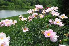 Peonies-Light-Pink-171