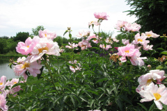 Peonies-Light-Pink-173