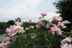Peonies-Light-Pink-174