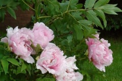 Peonies-Light-Pink-18