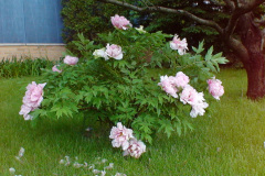 Peonies-Light-Pink-19