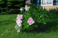 Peonies-Light-Pink-2