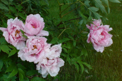 Peonies-Light-Pink-20