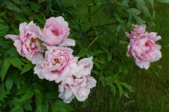 Peonies-Light-Pink-21