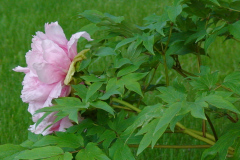 Peonies-Light-Pink-22