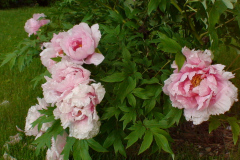 Peonies-Light-Pink-26