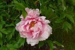 Peonies-Light-Pink-27