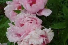 Peonies-Light-Pink-28