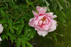 Peonies-Light-Pink-29
