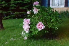 Peonies-Light-Pink-3