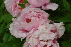 Peonies-Light-Pink-30