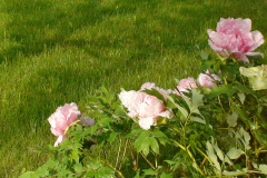 Peonies-Light-Pink-33