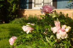 Peonies-Light-Pink-35