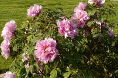 Peonies-Light-Pink-36