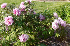 Peonies-Light-Pink-37
